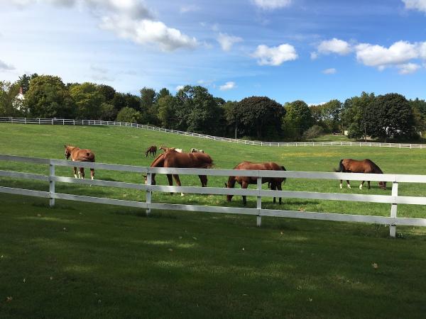 High Standard Stable