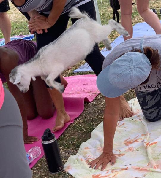 Namaaaste Goat Yoga