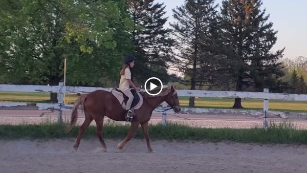 Catalyst Coaching Equine & Rider
