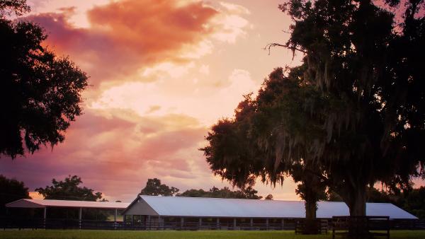 Chestnuthill Arabians