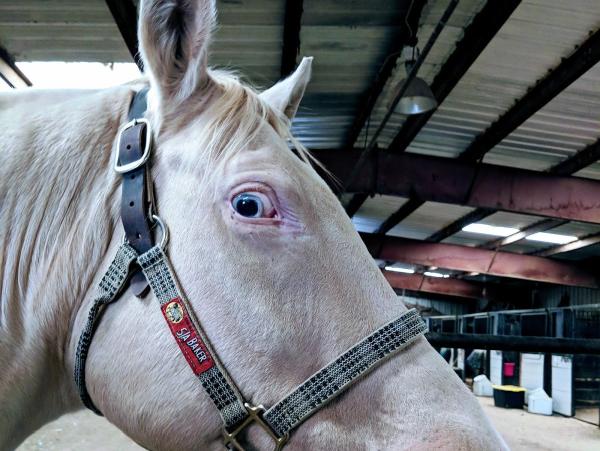 Flights of Angels Equine Therapy LLC