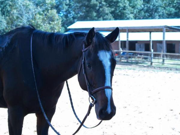 Chase Meadow Lane Farms