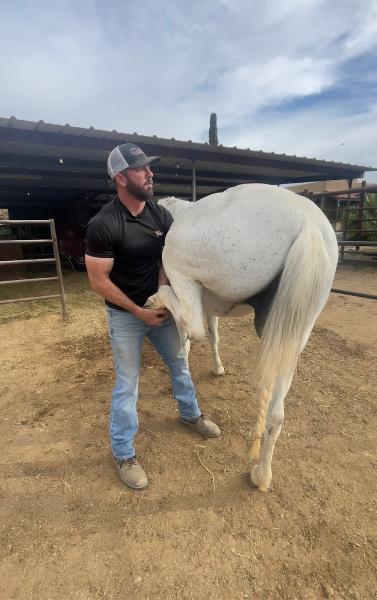 Sport Horse Chiropractic