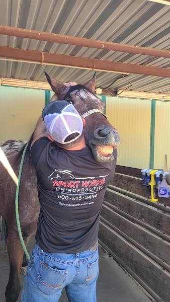 Sport Horse Chiropractic