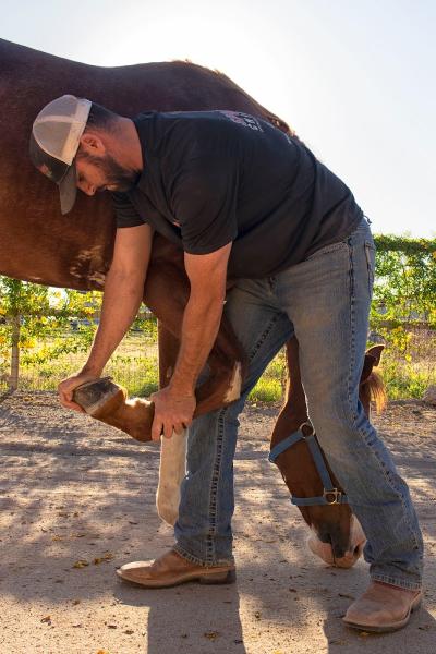 Sport Horse Chiropractic