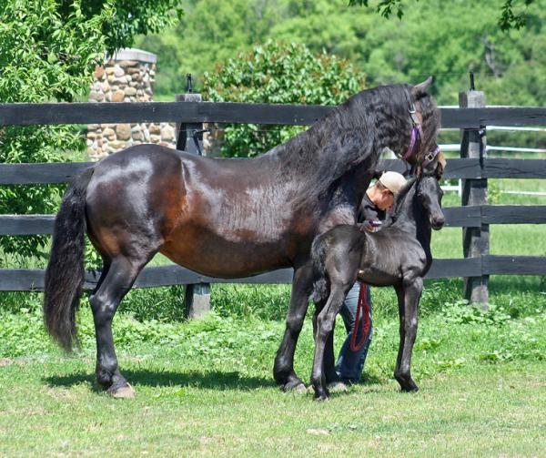 Blackshire Equestrian Centre