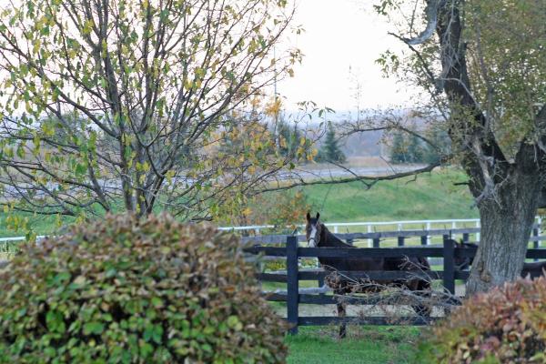 Blackshire Equestrian Centre