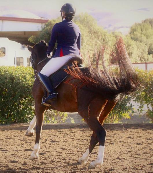 Anja Ibsen Dressage