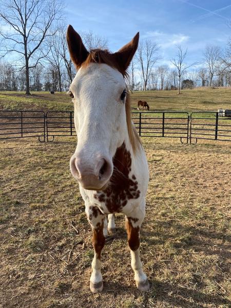 Flat Rock Equestrian Estate