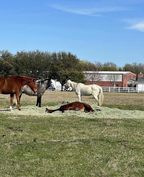 Brooks Land Stables