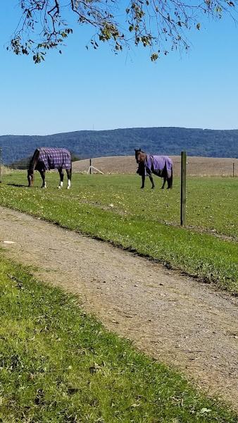 Alchris Stables
