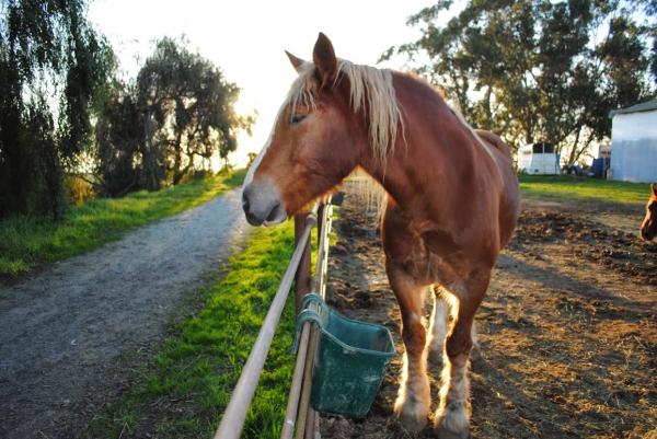 Monterey Bay Horsemanship & Therapeutic Center