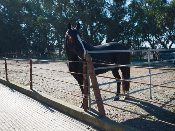 Monterey Bay Horsemanship & Therapeutic Center