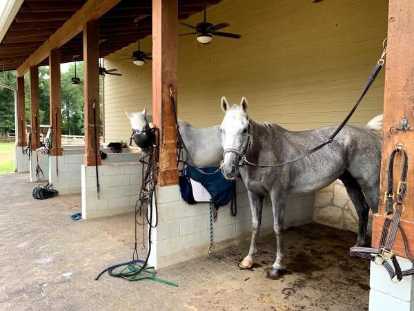 Lone Star Stables