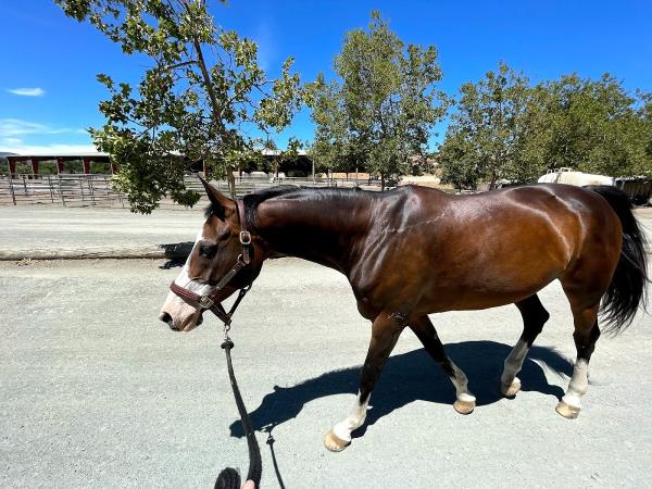 Stone Pine Stables