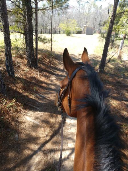 Willow Springs Equestrian LLC