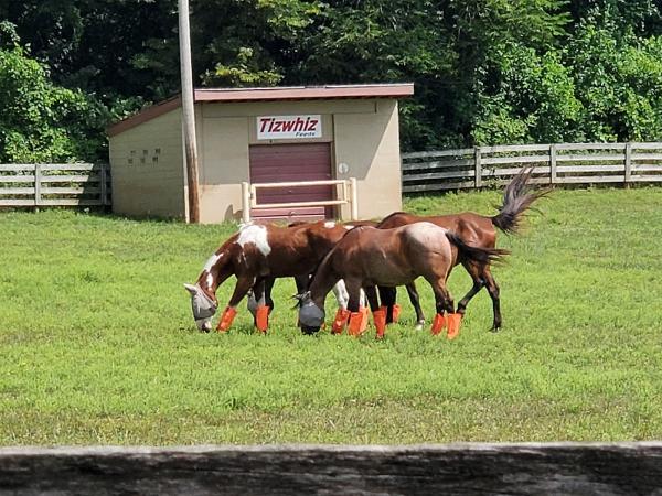 Saved By Grace Ranch