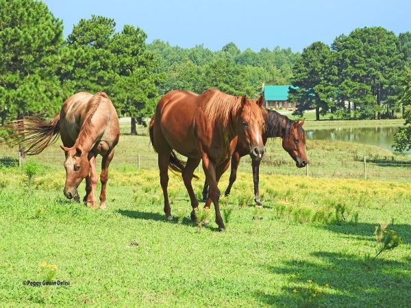 Newberry Creek Farms