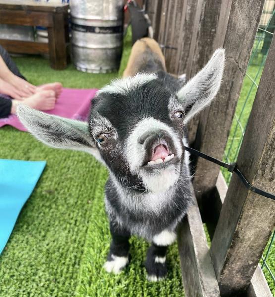 Goat Yoga Houston