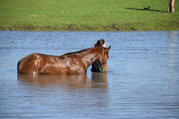 Diamond J Ranch Horse Boarding