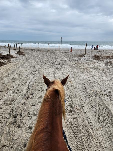 Amelia Island Horseback Riding
