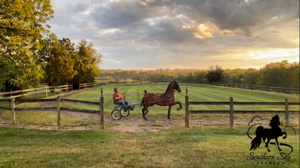 Southern Sky Stables