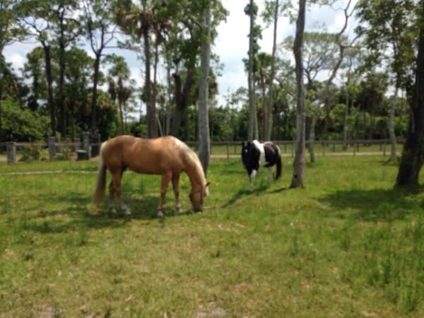 Old Dixie Farm & Stables