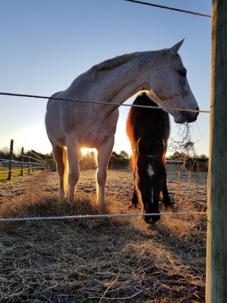 Bridlewild Equestrian Center