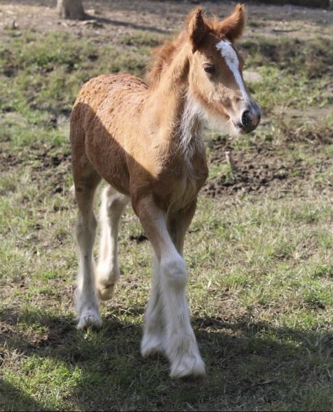 Relic Run Farm and Equestrian Center LLC