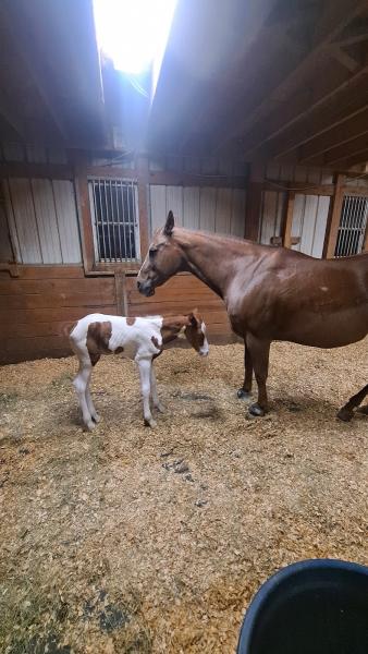 Crimson Rose Stables