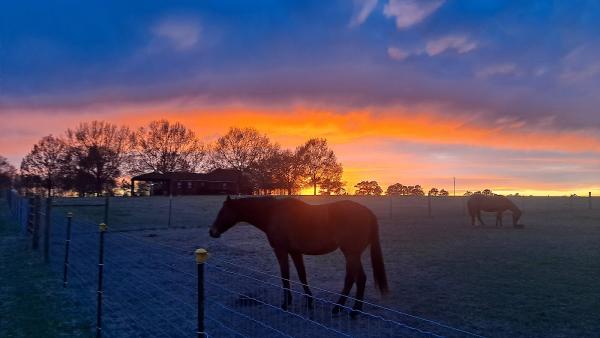 Crimson Rose Stables