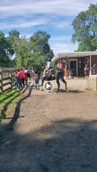 City Island Stables