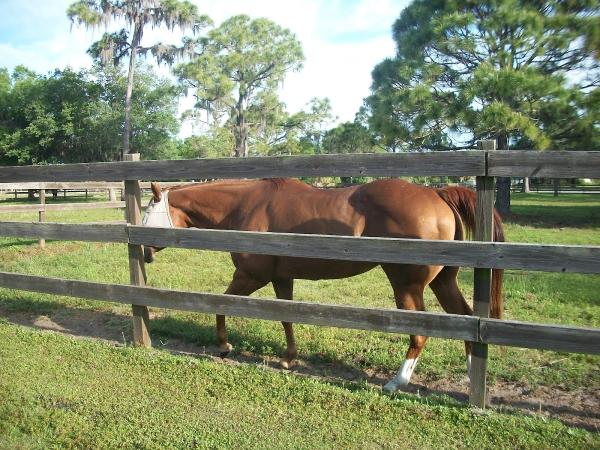 Horse Power Ranch